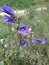 Campanula sibirica. Nature. Flower