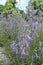 Campanula sibirica with violet flowers