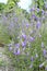 Campanula sibirica with violet flowers