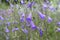 Campanula sibirica with violet flowers