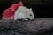 A Campbell dwarf hamster eating hibiscus flowers.