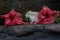 A Campbell dwarf hamster eating hibiscus flowers.