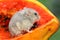 A Campbell dwarf hamster is eating a ripe papaya.