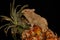 A Campbell dwarf hamster Phodopus campbelli is eating pineapple fruit.