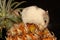 A Campbell dwarf hamster Phodopus campbelli is eating pineapple fruit.