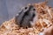 Campbell`s dwarf hamster