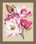 Campbell`s magnolia Magnolia Campbellii, Flowering plant from Illustrations of Himalayan plants 