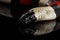 Campbell`s milk snake, Lampropeltis triangulum campbelli, isolated on black background