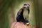 Campbell`s mona monkey or Campbell`s guenon monkey, Cercopithecus campbelli, in nature habitat. Animal forest. PRimate from Ivo