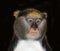 CAMPBELL`S MONKEY cercopithecus campbelli, PORTRAIT OF ADULT