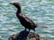 Campbell shag Leucocarbo campbelli perched on a rock, Western