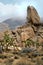 Campers Rock Climbing in Joshua Tree National Park