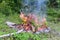 Campfire or bonfire sorrounded by stones near a green forest in countryside.