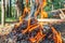 A Campfire made of pine cones in the forest. Cones burning and smoking, close-up with blurred background