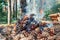 A Campfire made of pine cones in the forest. Cones burning and smoking, close-up with blurred background