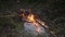 Campfire at night, burning dead trees, photo taken in the UK