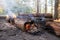 Campfire, smoldering logs and a small flame in the camp, in the forest, on a summer day.