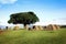 Campground in the mountains of the Ngorongoro crater . Africa.