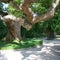 Camphor Laurel Tree