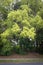 Camphor Laurel tree (Cinnamomum camphora) in spring