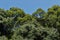 Camphor tree forest in Japan