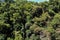 Camphor tree forest in Japan