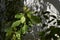 Camphora officinarum close up