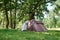 Campimg tent in pine forest in a summer day. Tourist camp