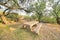 Camping area at Sabino Canyon State Park in Tucson, Arizona