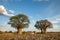 Camping at Baine`s Baobabs in the Nxai Pan in Botswana