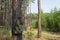 Camping equipment at the edge of a pine forest