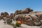 Camping at the Joshua Tree National Park, California