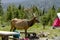 Camping Outdoors in the Mountains of Colorado