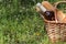 Camping. Picnic in nature. Picnic basket with wine fruit and other products in the thick green grass. Summer rest