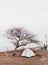 Camping Tent Below a Tree