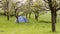 Camping tent in garden