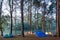 Camping tent in pine forest on reservoir in evening