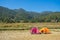 Camping tent in the rice field