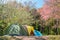 Camping tent with Wild Himalayan Cherry Pink SakuraBlooming.