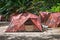 Camping with tents in tropical forest