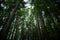 Camping in Vancouver Island, British Columbia: impressively tall tress, douglas firs, in the camping grounds