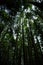 Camping in Vancouver Island, British Columbia: impressively tall tress, douglas firs, in the camping grounds