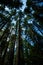 Camping in Vancouver Island, British Columbia: impressively tall tress, douglas firs, in the camping grounds