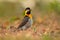 Campo Flicker, Colaptes campestris, exotic woodpecker in the nature habitat, bird sitting in the grass, yellow and black head, Mat