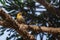 Campo Flicker woodpecker