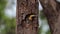 The campo flicker woodpecker, Colaptes campestris . Forest cute scene.