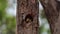 The campo flicker woodpecker, Colaptes campestris . Forest cute scene.