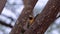 The campo flicker woodpecker looking around.