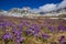 Campo Imperatore with violet crocus flowering