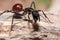 Camponotus gigas